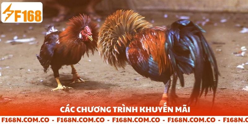 Các chương trình khuyến mãi đá gà tại F168