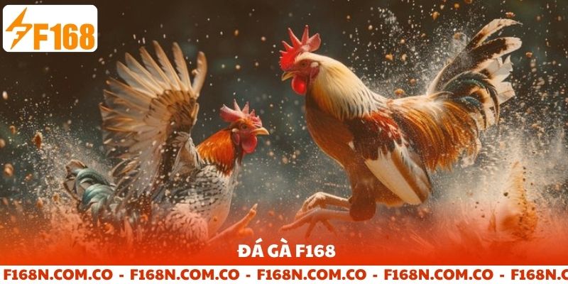 Chuyên mục đá gà F168