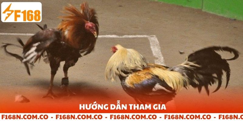 Hướng dẫn tham gia đá gà F168