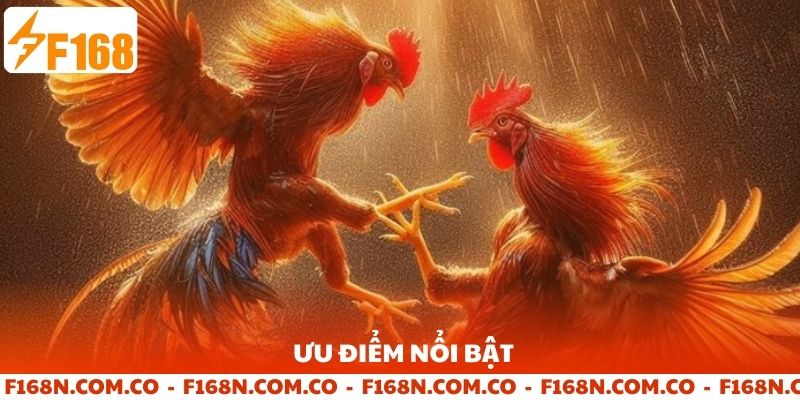 Ưu điểm tham gia đá gà F168